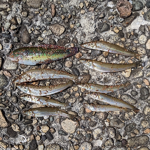 キスの釣果