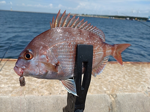 タイの釣果