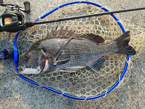 チヌの釣果