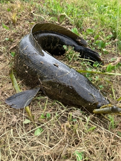 ライギョの釣果