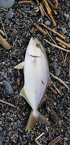 ショゴの釣果