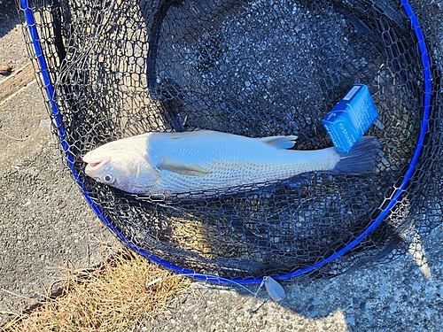 セイゴ（マルスズキ）の釣果