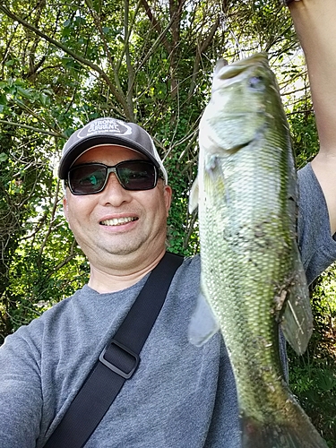 ラージマウスバスの釣果