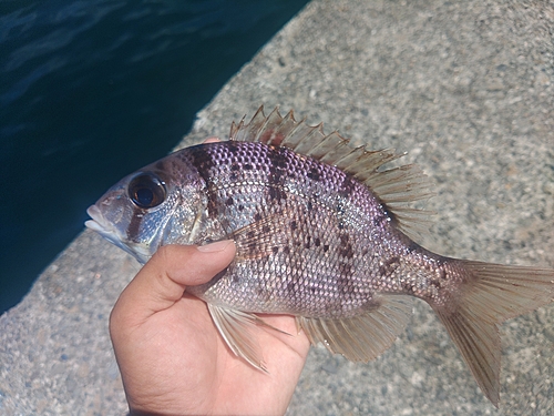 メイチダイの釣果