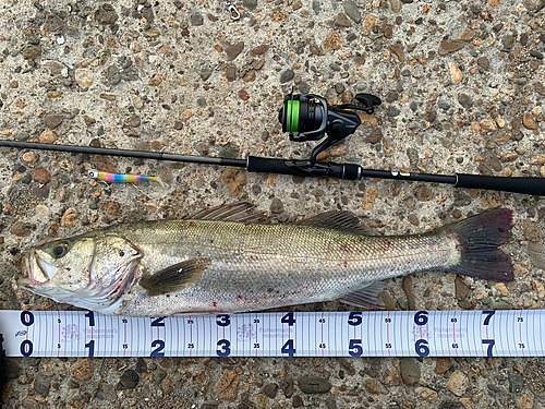 シーバスの釣果