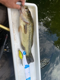 ブラックバスの釣果