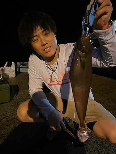 ドンコの釣果