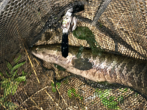 ライギョの釣果