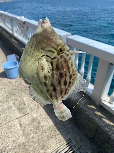 カワハギの釣果