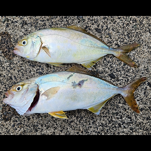 ショゴの釣果