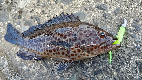 オオモンハタの釣果