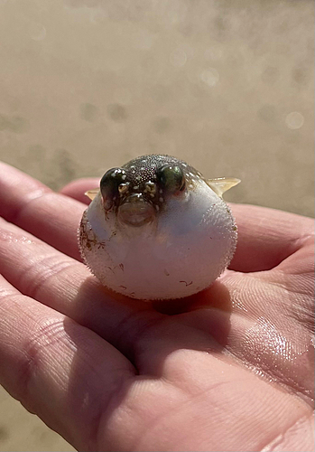 フグの釣果