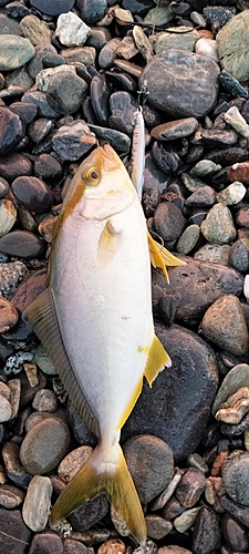 ショゴの釣果