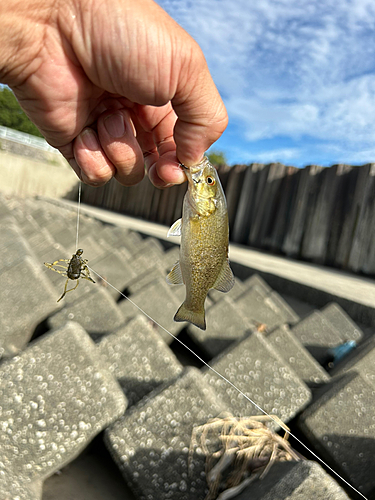 スモールマウスバスの釣果