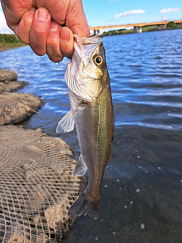 セイゴ（マルスズキ）の釣果