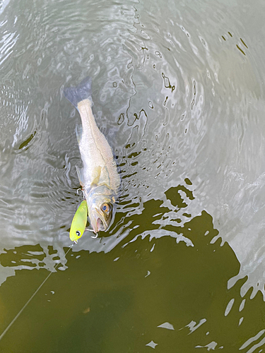 セイゴ（マルスズキ）の釣果