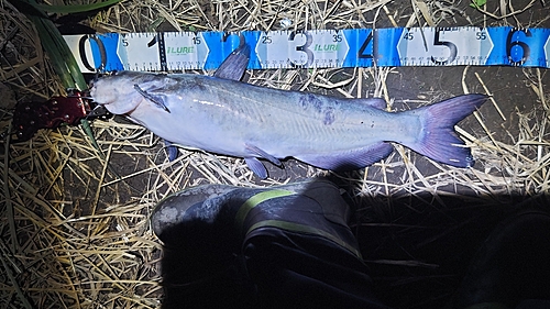 アメリカナマズの釣果