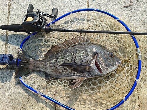 チヌの釣果