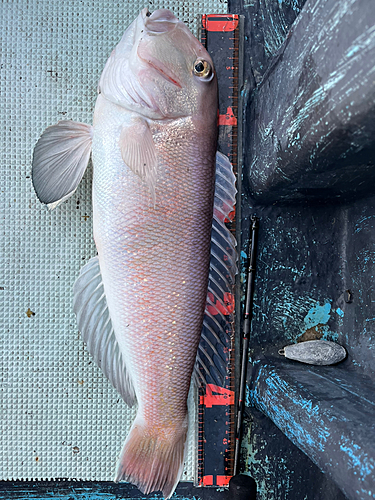 シロアマダイの釣果