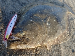 ヒラメの釣果