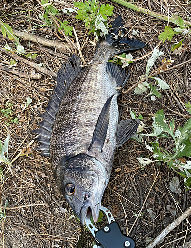 チヌの釣果