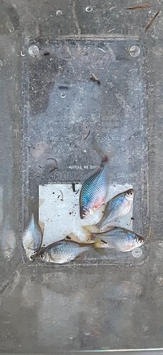 タイリクバラタナゴの釣果