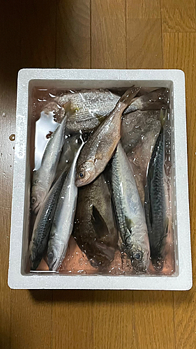 クロメバルの釣果