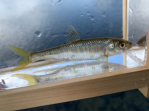 オイカワの釣果