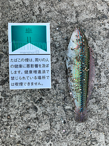 ベラの釣果