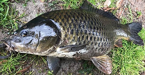 コイの釣果