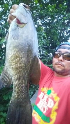 スモールマウスバスの釣果