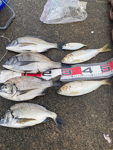 クロダイの釣果