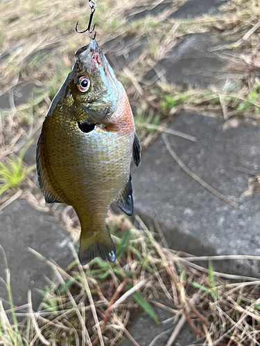 ブルーギルの釣果