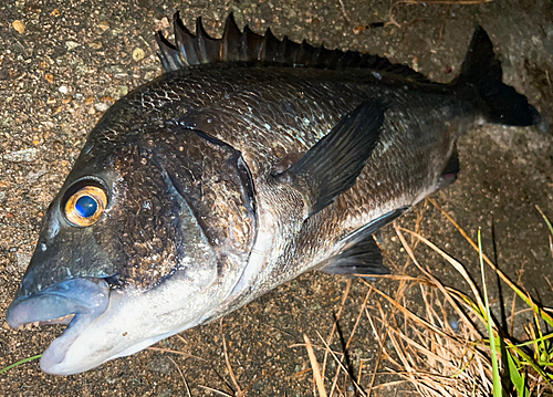 クロダイの釣果