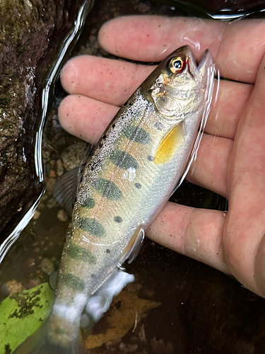 ヤマメの釣果