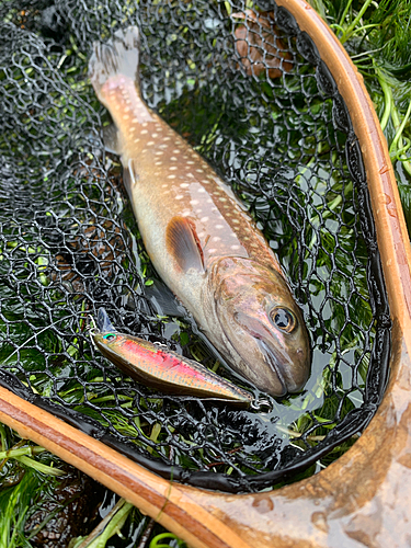 アメマスの釣果