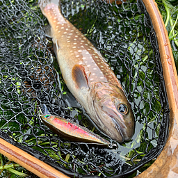 アメマス