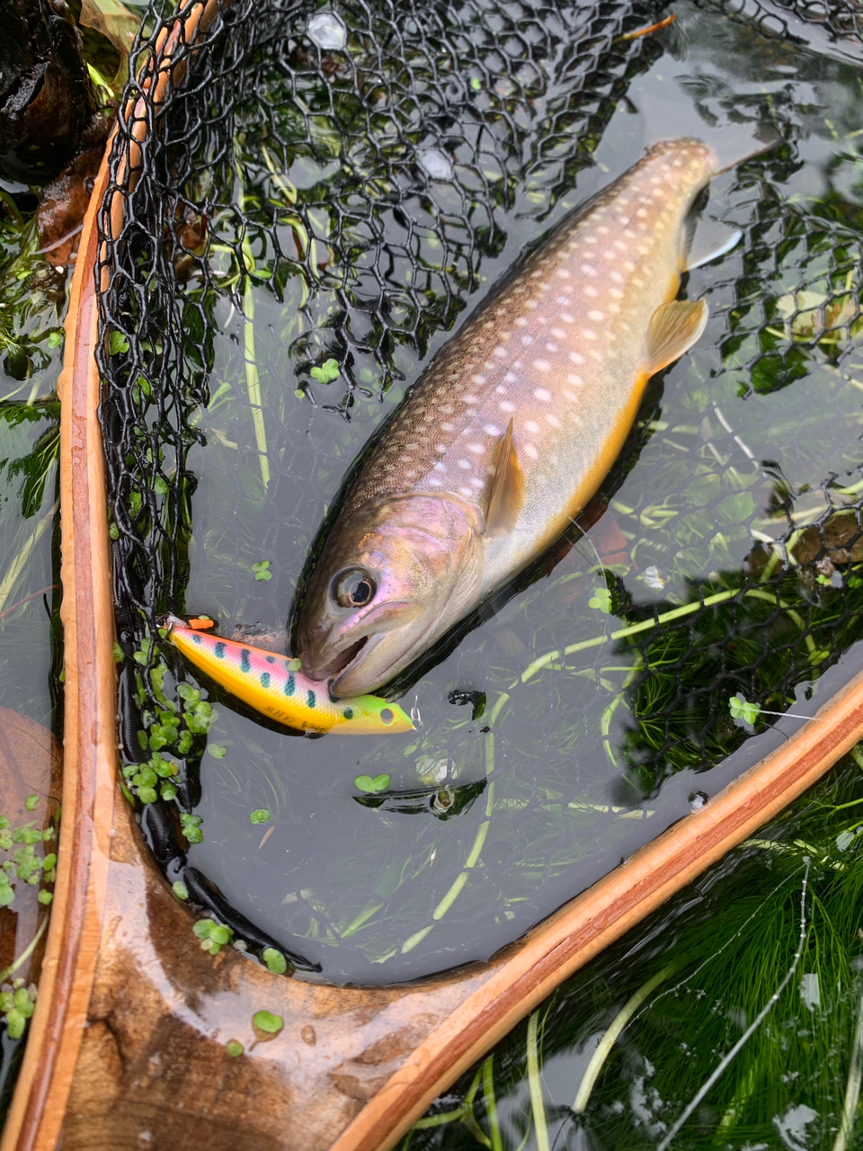 アメマス