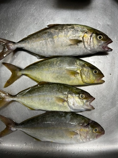 ショゴの釣果