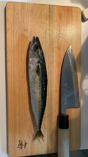 サバの釣果