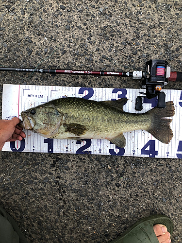 ブラックバスの釣果