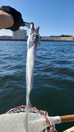 タチウオの釣果