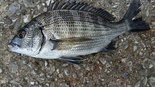 チヌの釣果