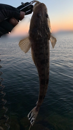 マゴチの釣果