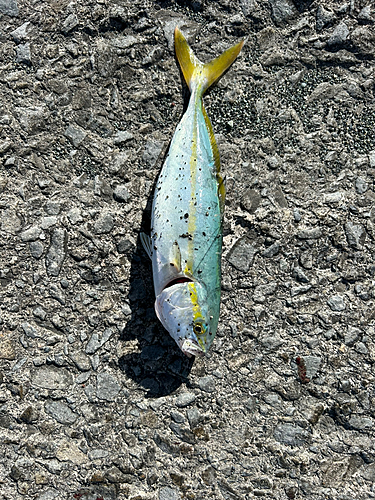 ワカシの釣果