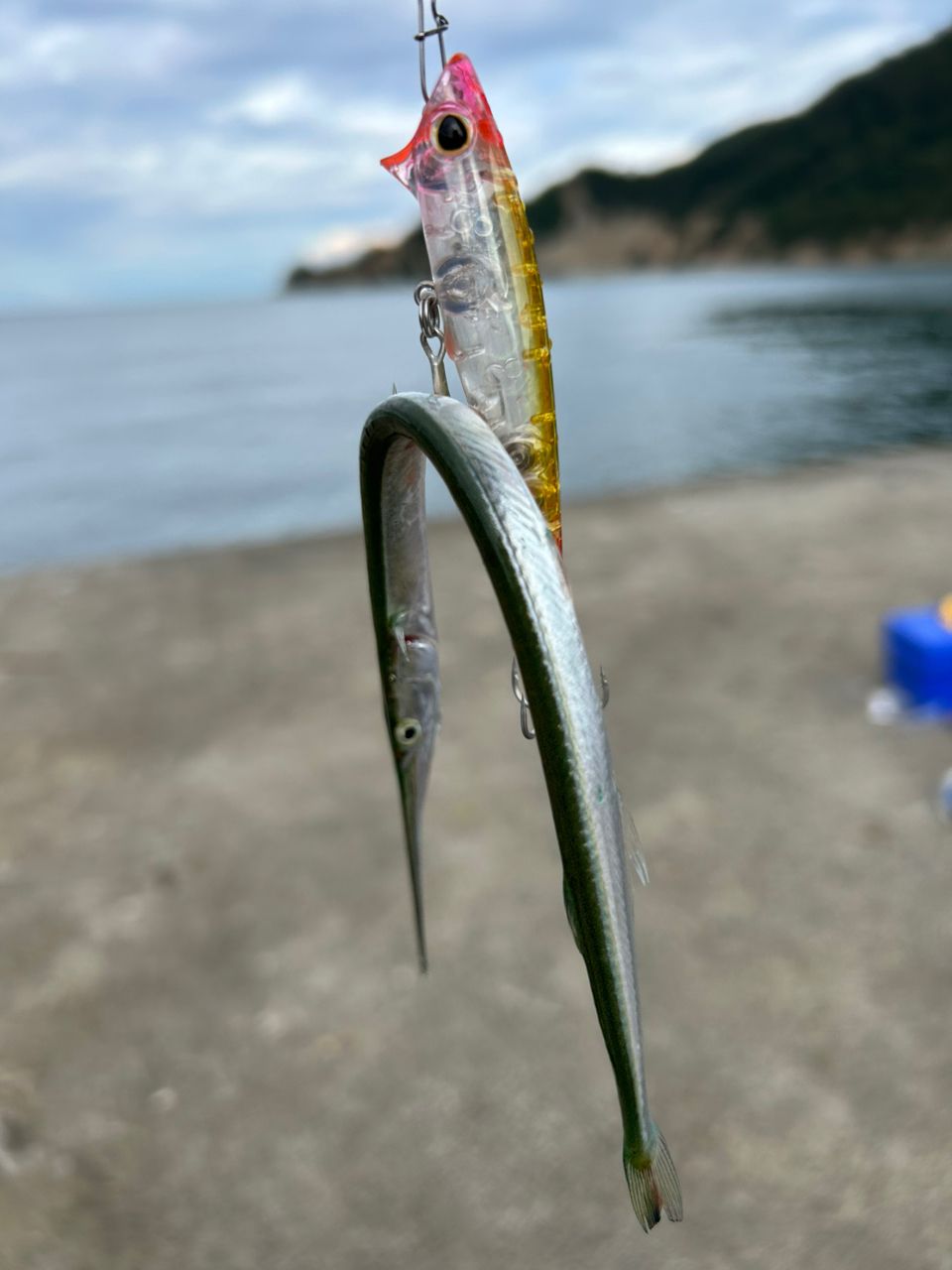ツバクロエイ