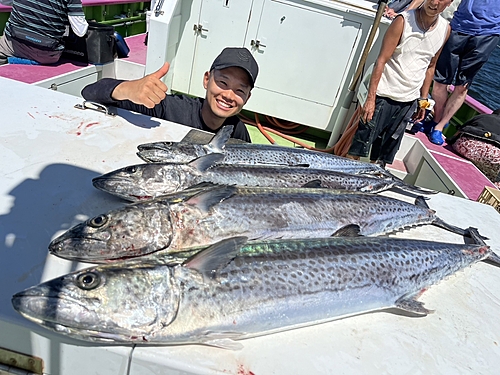 サワラの釣果