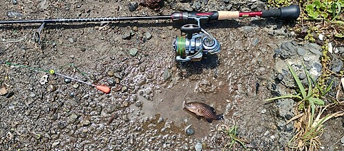 オオモンハタの釣果