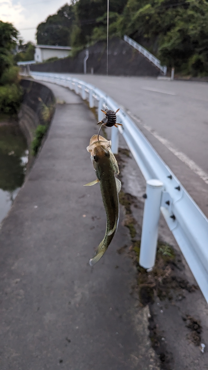 ブラックバス