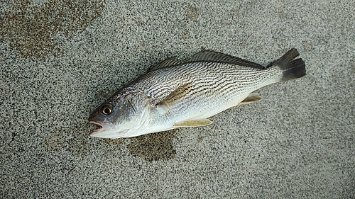 イシモチの釣果